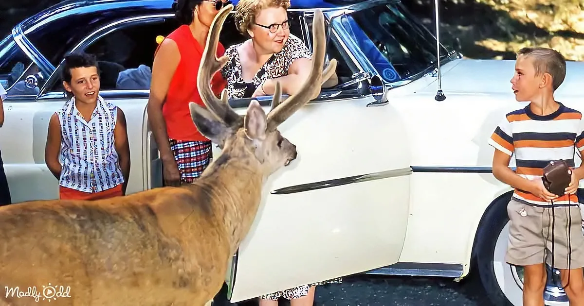 A deer stands by a white car, surrounded by people, including a boy holding a football.
