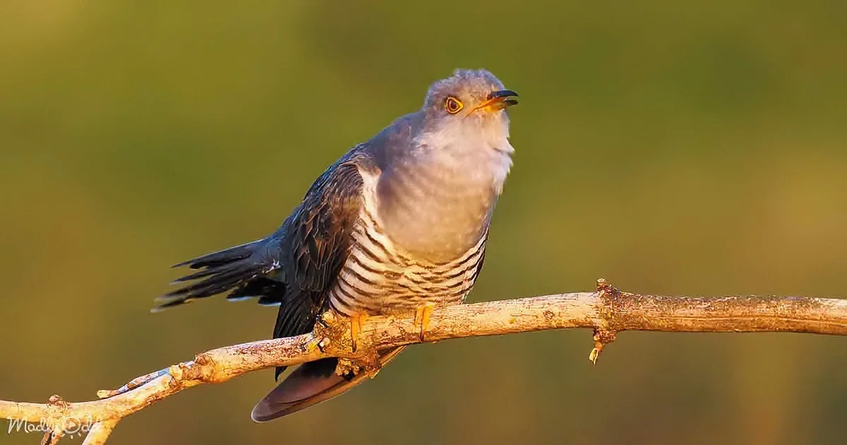 A gray and white bird perched on a thin branch, with a blurred green background.