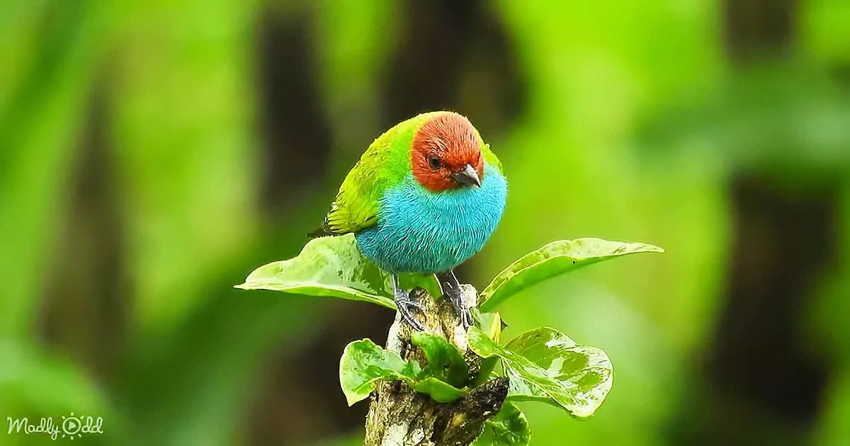 A vibrant blue and green bird with a red head perches on a leafy branch amidst lush green foliage.