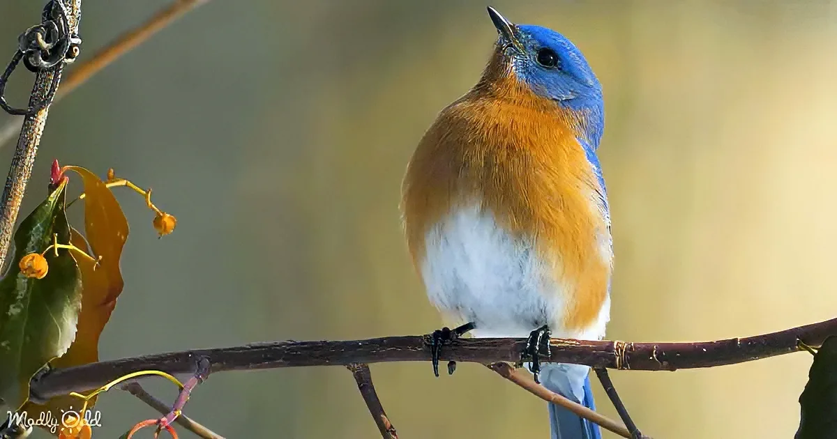 A vibrant bluebird with orange and white plumage perches on a branch, surrounded by autumn leaves.
