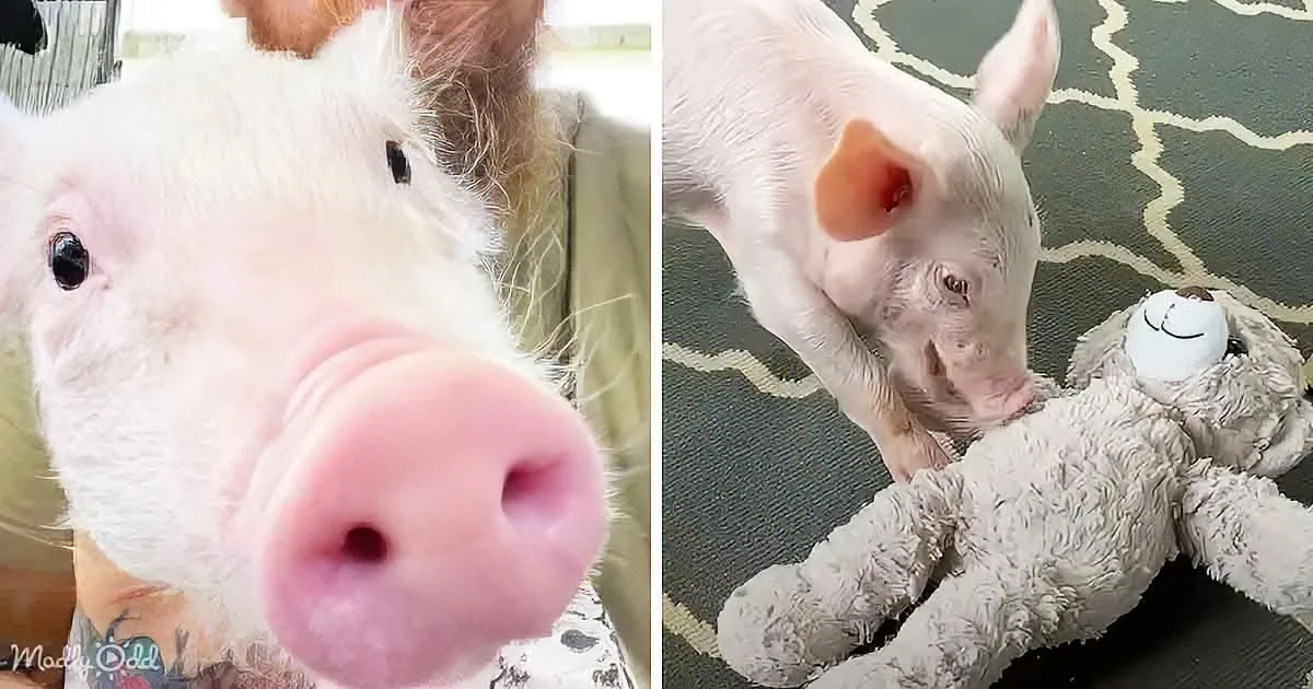 Princess Pig''s Nightly Ritual Steals Hearts and Giggles