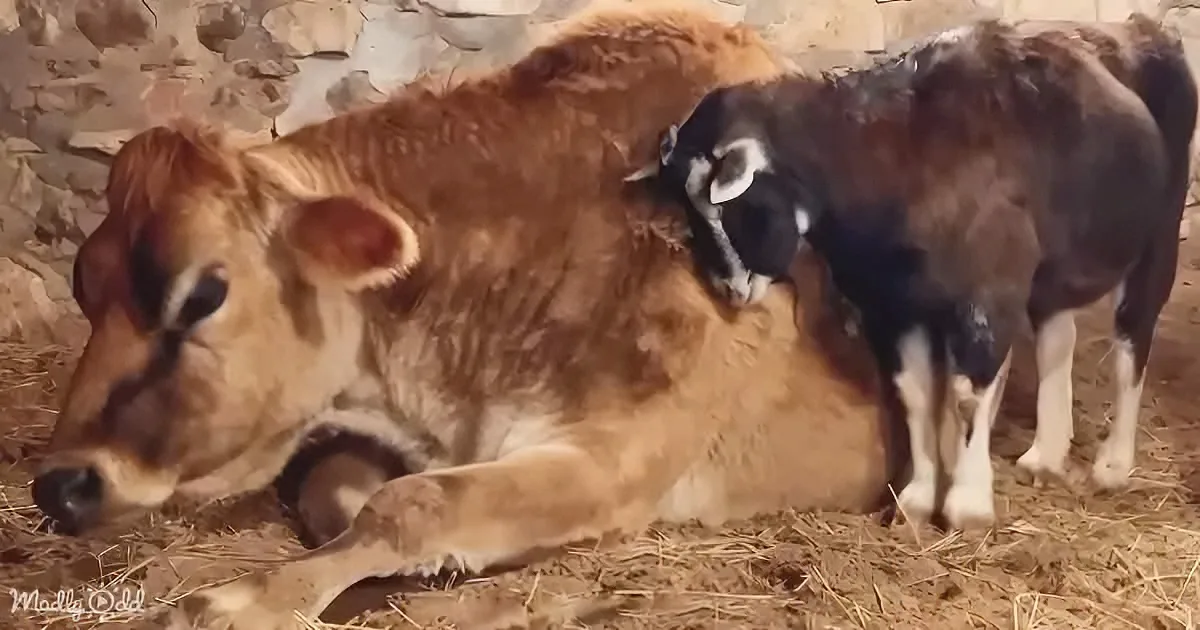 Senior Goat Attaches to Cow Like a Magnet
