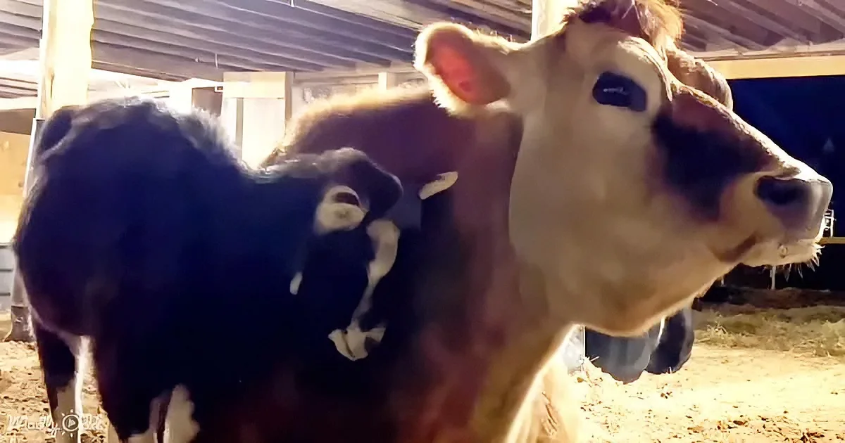 Senior goat and cow