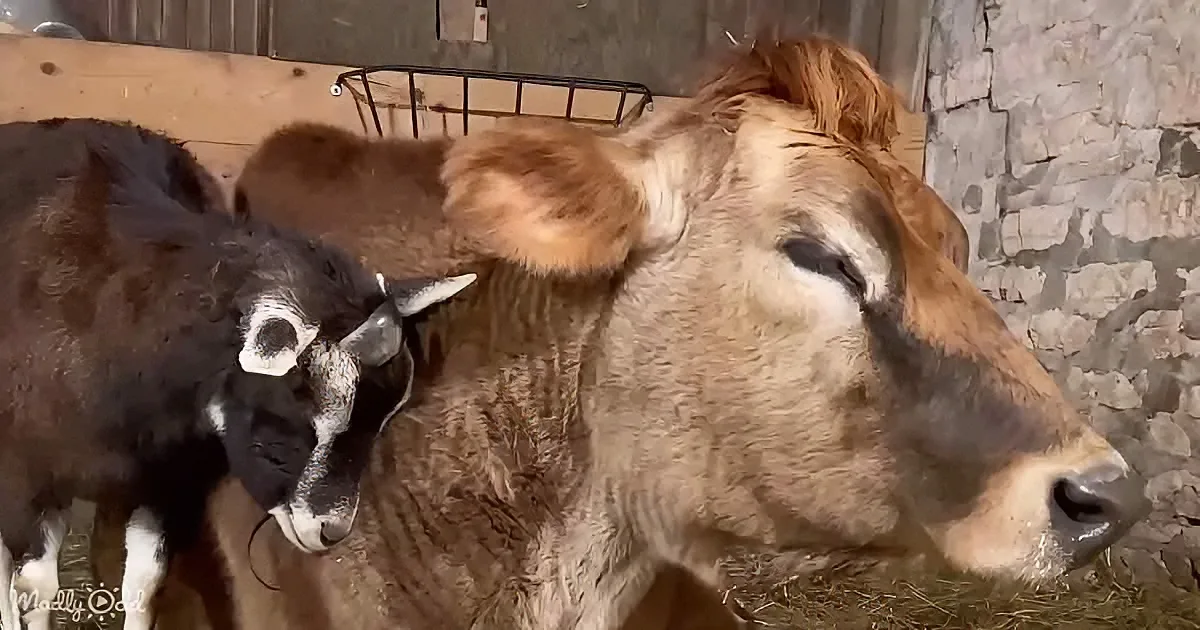 Senior goat and cow
