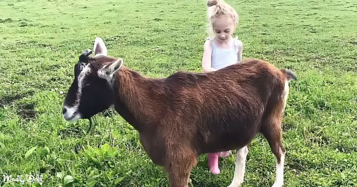 A young girl in pink boots stands behind a brown goat in a grassy field.