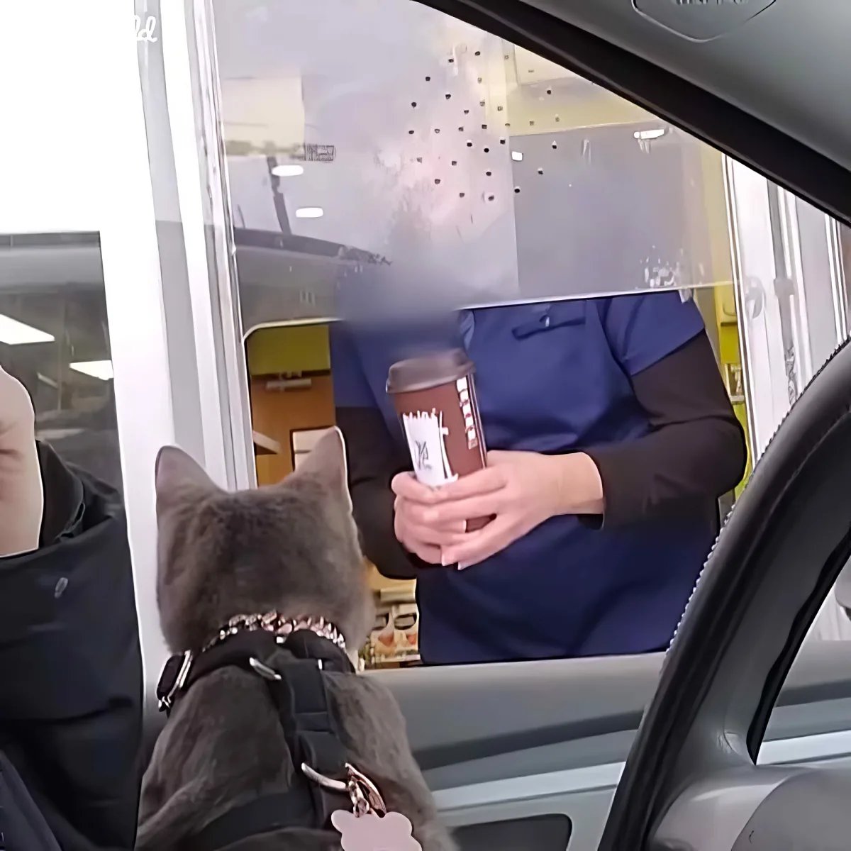 A cat wearing a collar looks out of a car window at a person holding a coffee cup.