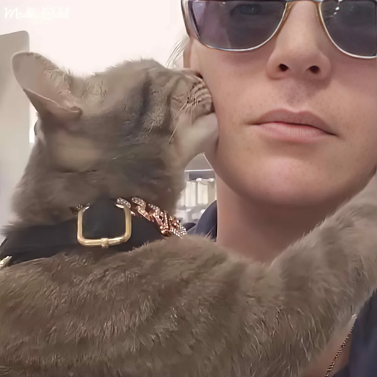 A cat wearing a gold chain collar is being held by someone wearing sunglasses.