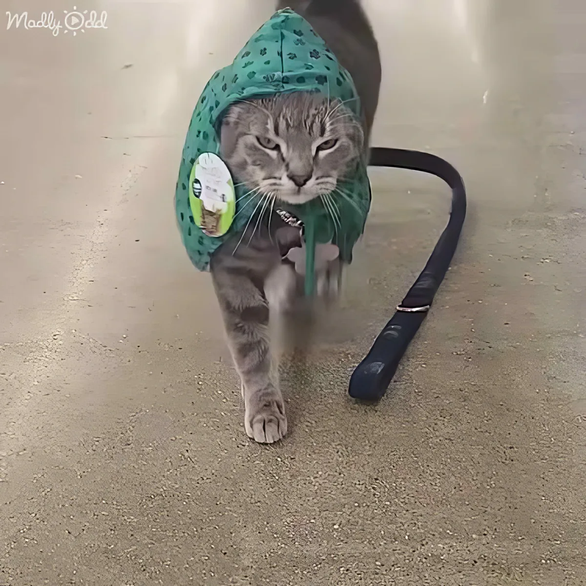 A cat wearing a green hooded jacket and leash walks on a concrete floor.