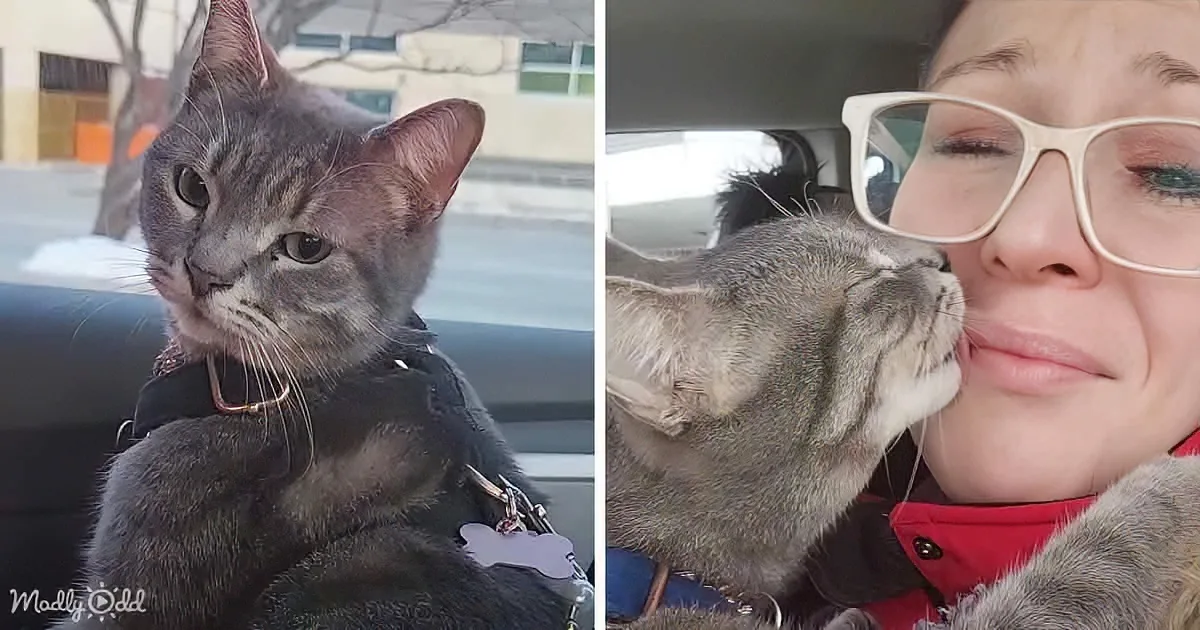 Delightful Cat Named 'Meatball' Sends Joy Vibes Everywhere He Goes