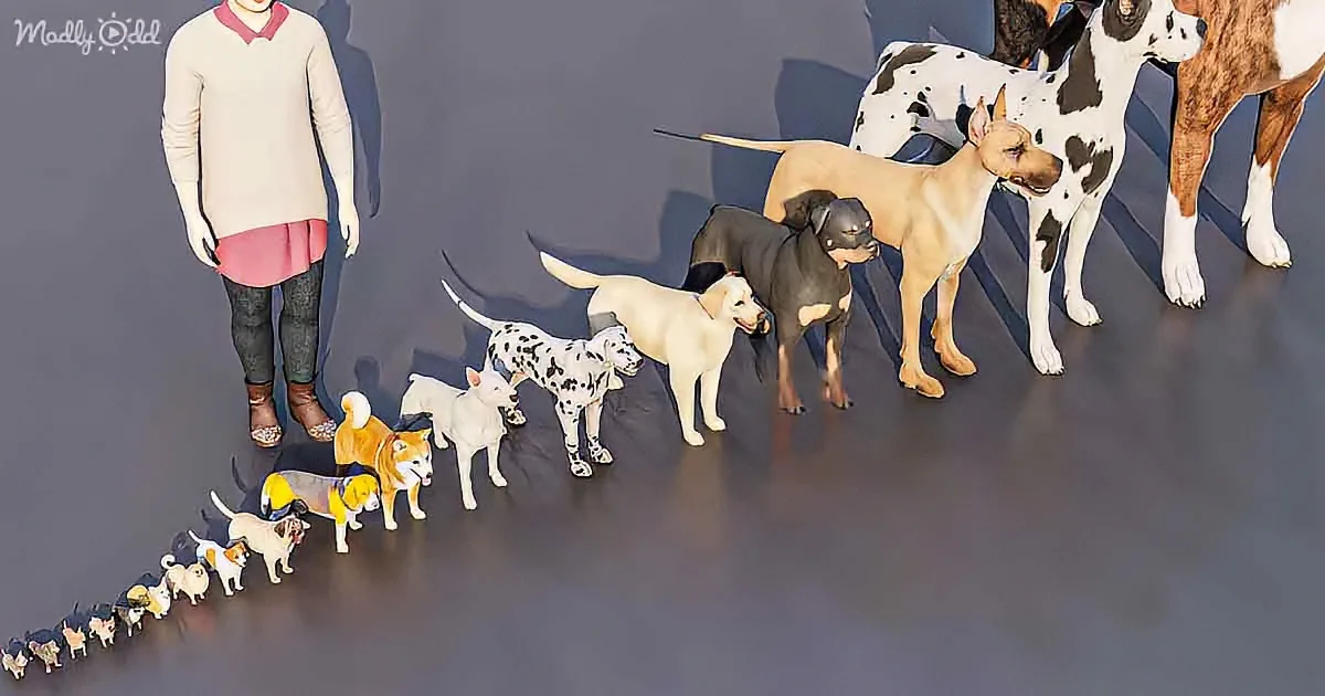 A person stands with a line of various dog breeds, including Dalmatians and a Great Dane, in a studio setting.