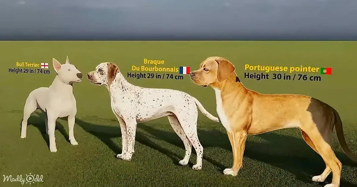 Three dogs of different breeds and sizes are standing on grass, with their names and heights displayed.