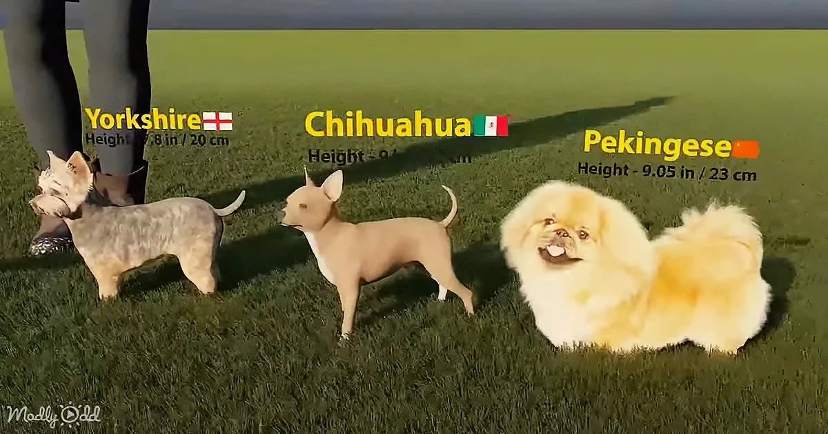 Three small dogs (Yorkshire, Chihuahua, Pekingese) are standing on grass, labeled with their names and heights.