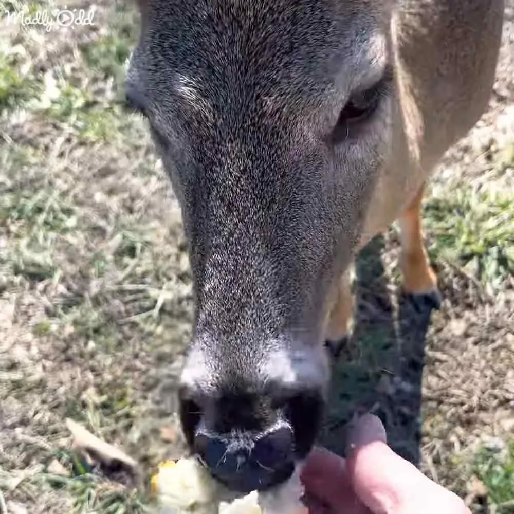 A close-up of a deer being fed by a person's hand, with grass and trees in the background.