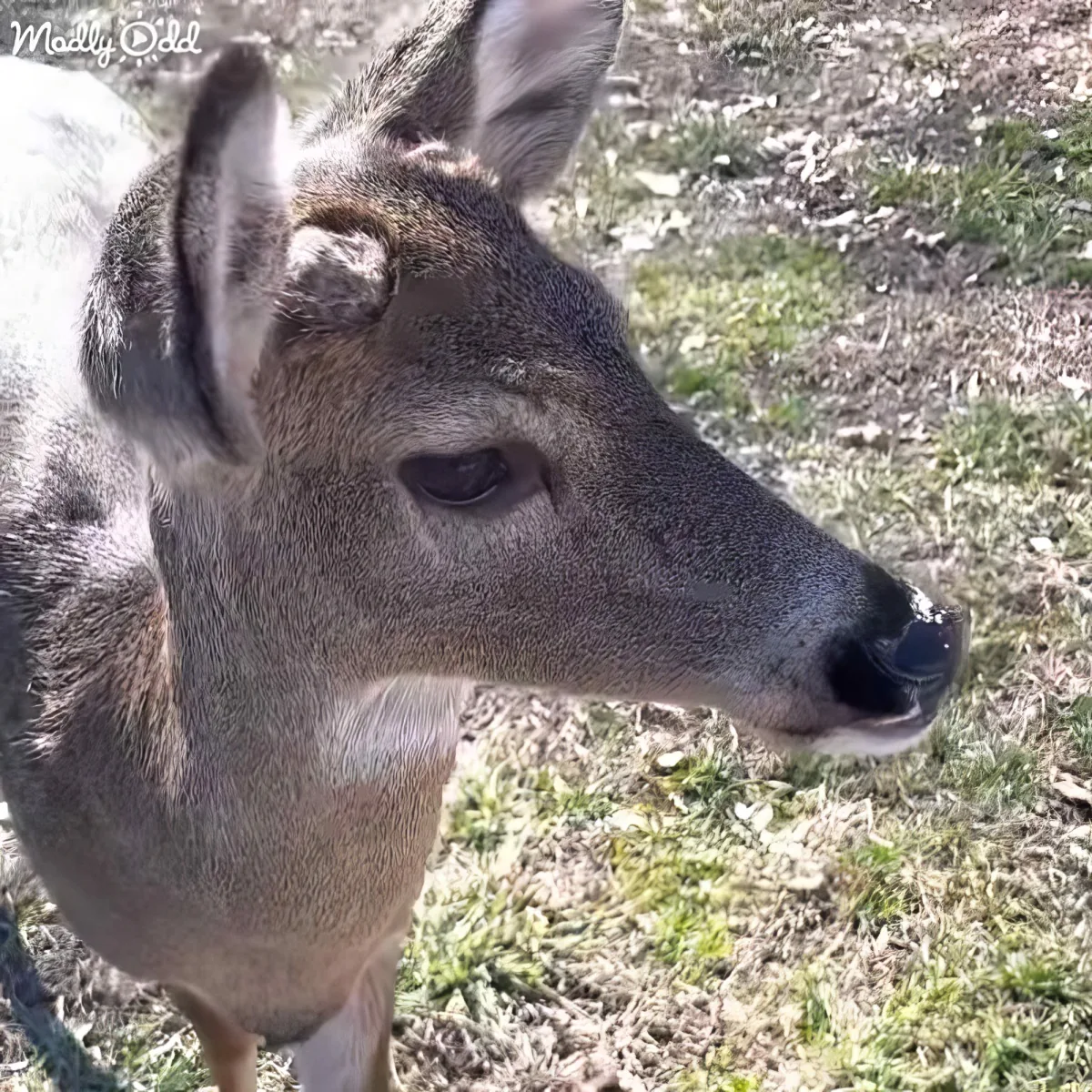 A close-up of a deer's face with a grassy background and a watermark in the corner.