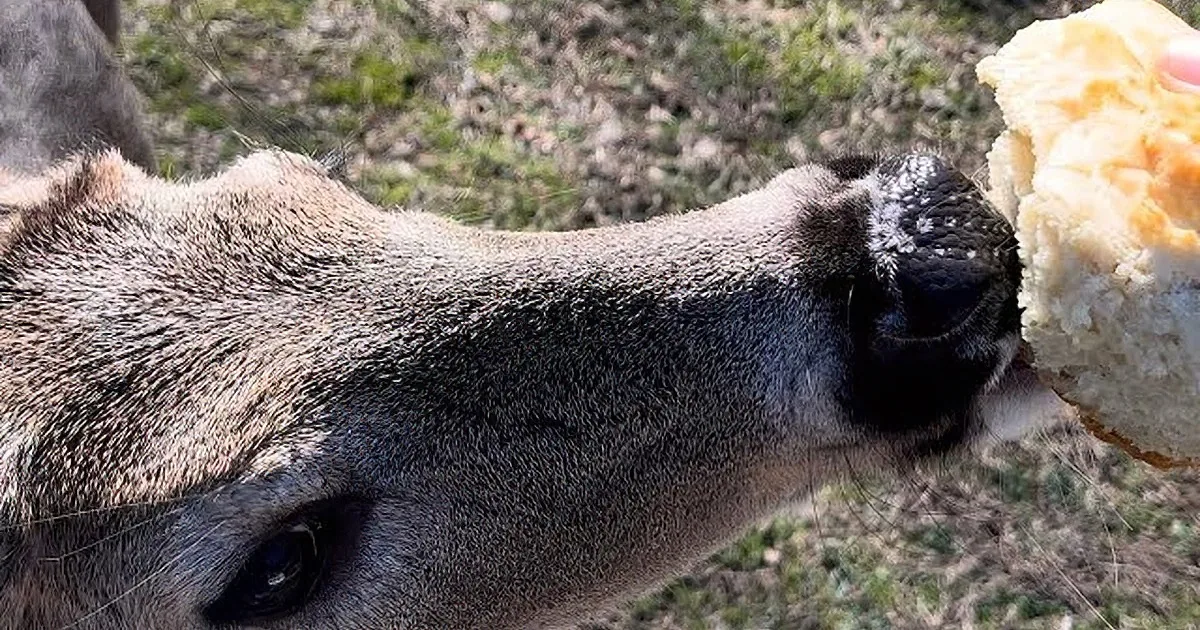 Adorable Deer Devours Grandma's Homemade Biscuits