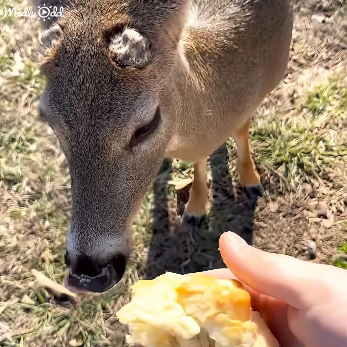 A deer is being fed a piece of bread by a person's hand.