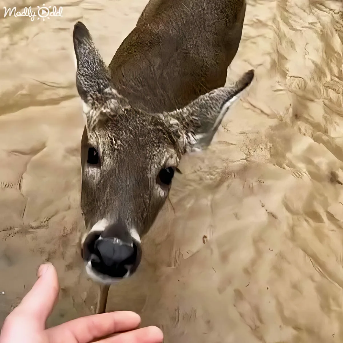 A close-up of a deer being fed by a hand, with sand in the background.