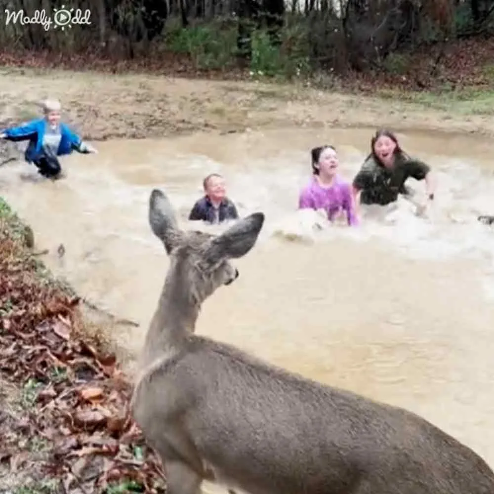 A deer stands in the foreground while a group of people, including children, play in a muddy stream in the background.