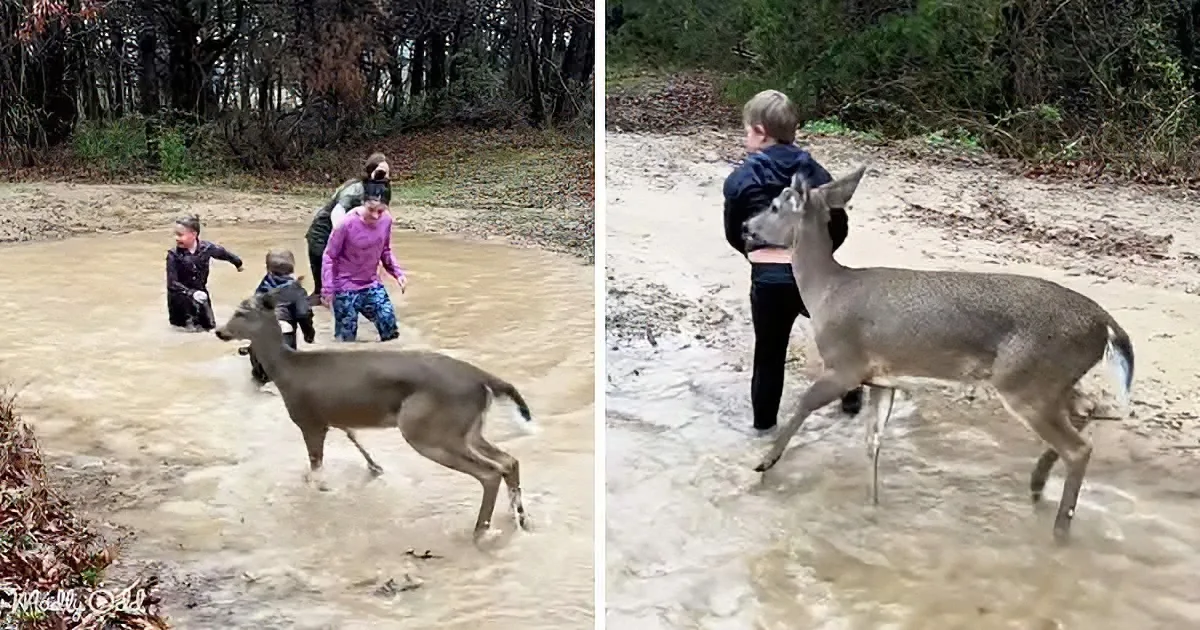 A deer stands in shallow water with children nearby, creating a serene moment of interaction.