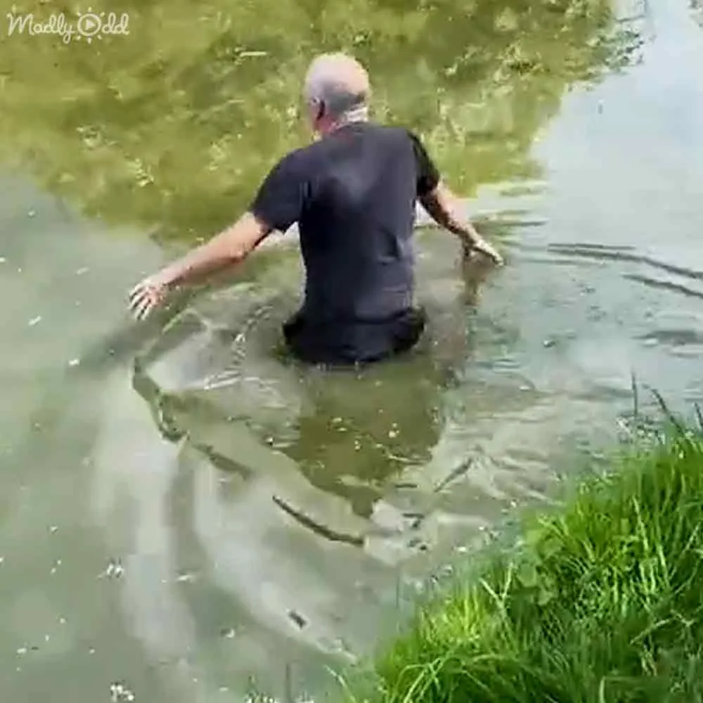 A man in a black shirt is wading through murky water near a grassy edge.