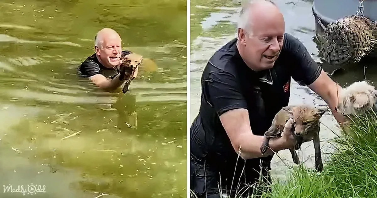 A man rescues a fox from a murky pond, holding it carefully as it struggles.