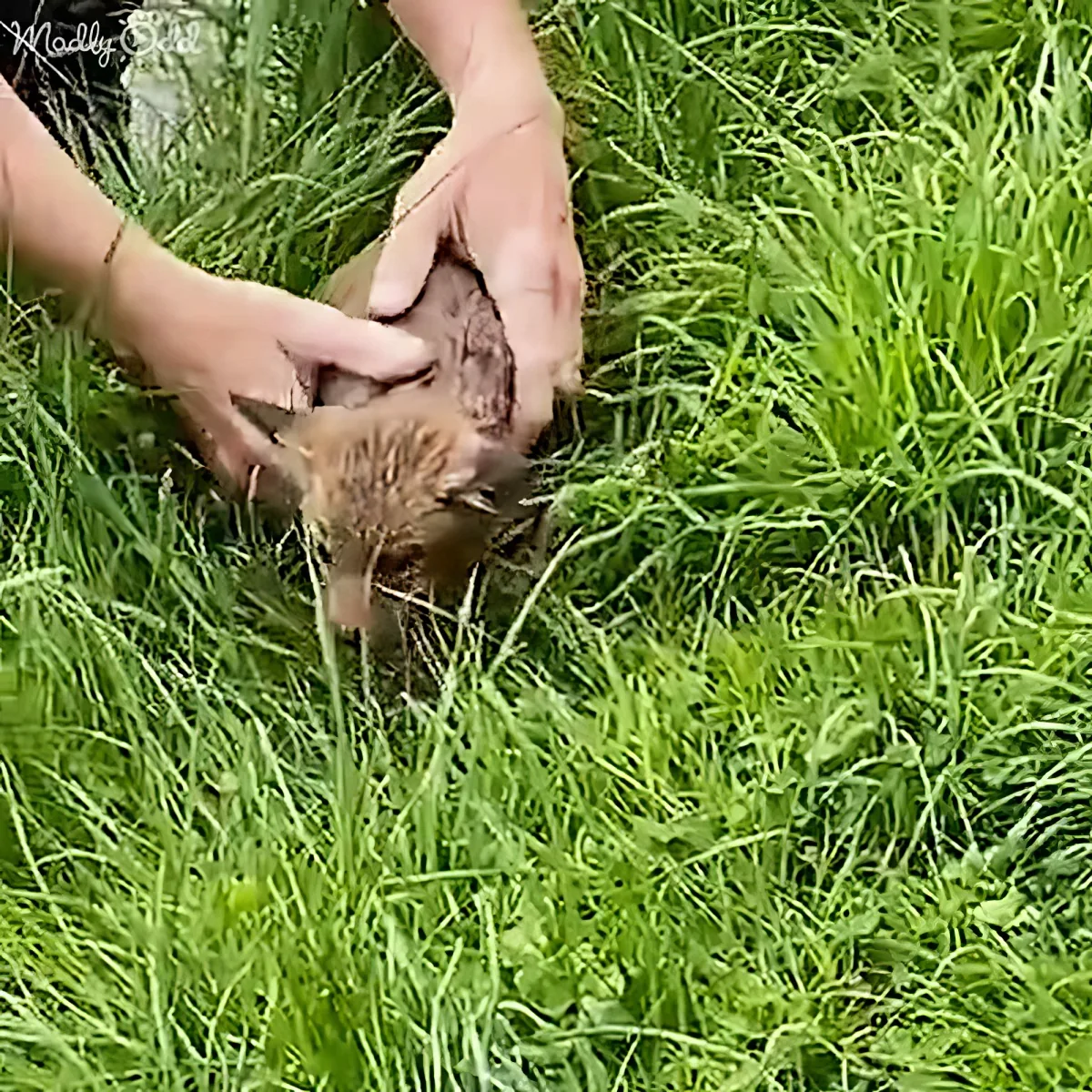 A person gently holds a small, brown, furry animal in their hands amidst tall green grass.