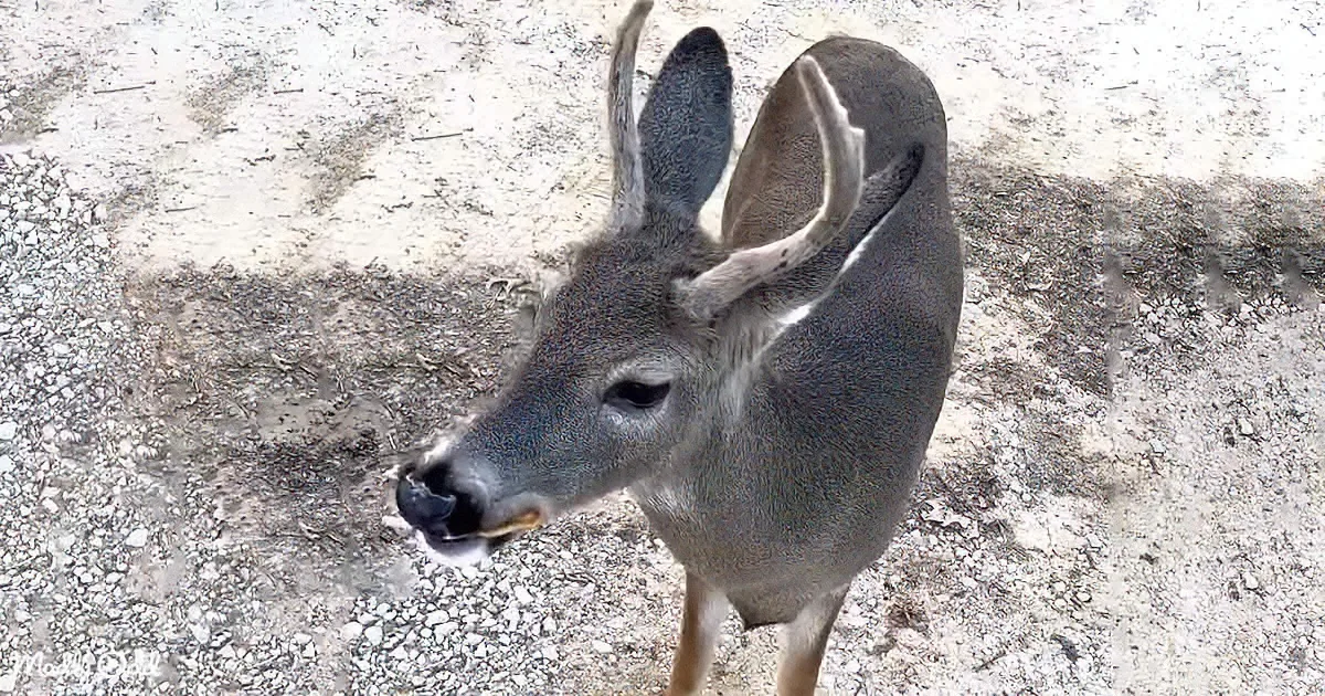 Friendly Deer Shares Pancakes With Doting Human