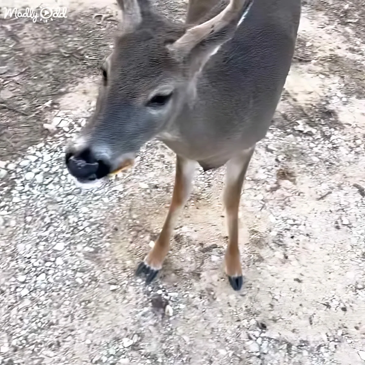 A close-up of a deer with its head lowered, standing on a gravel surface.
