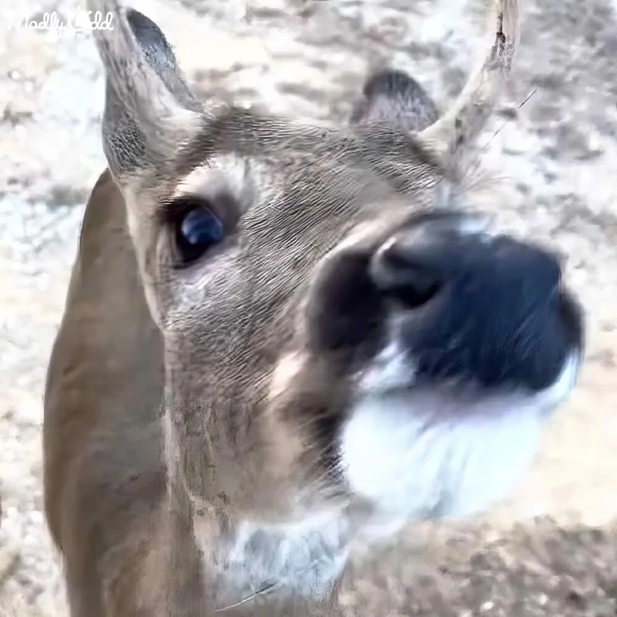 A close-up of a deer's face with a black nose and white fur around its mouth.