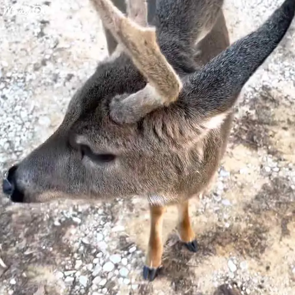 A close-up of a deer's face with its head tilted slightly to the side, showing its ears and part of its body.