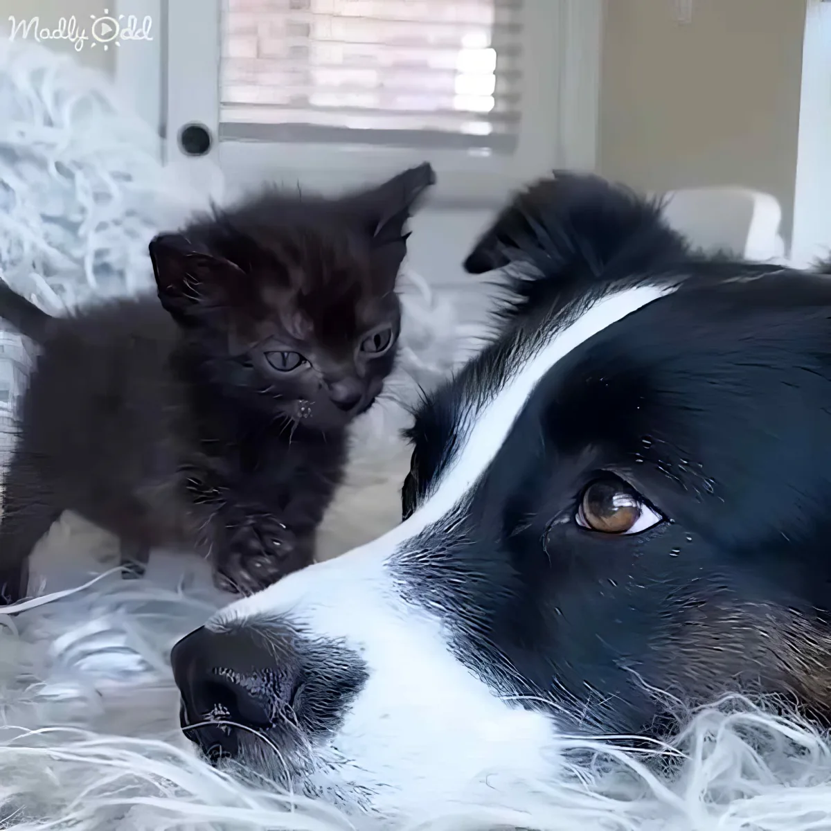A black and white dog lies on a fluffy surface, gazing at a curious black kitten nearby.