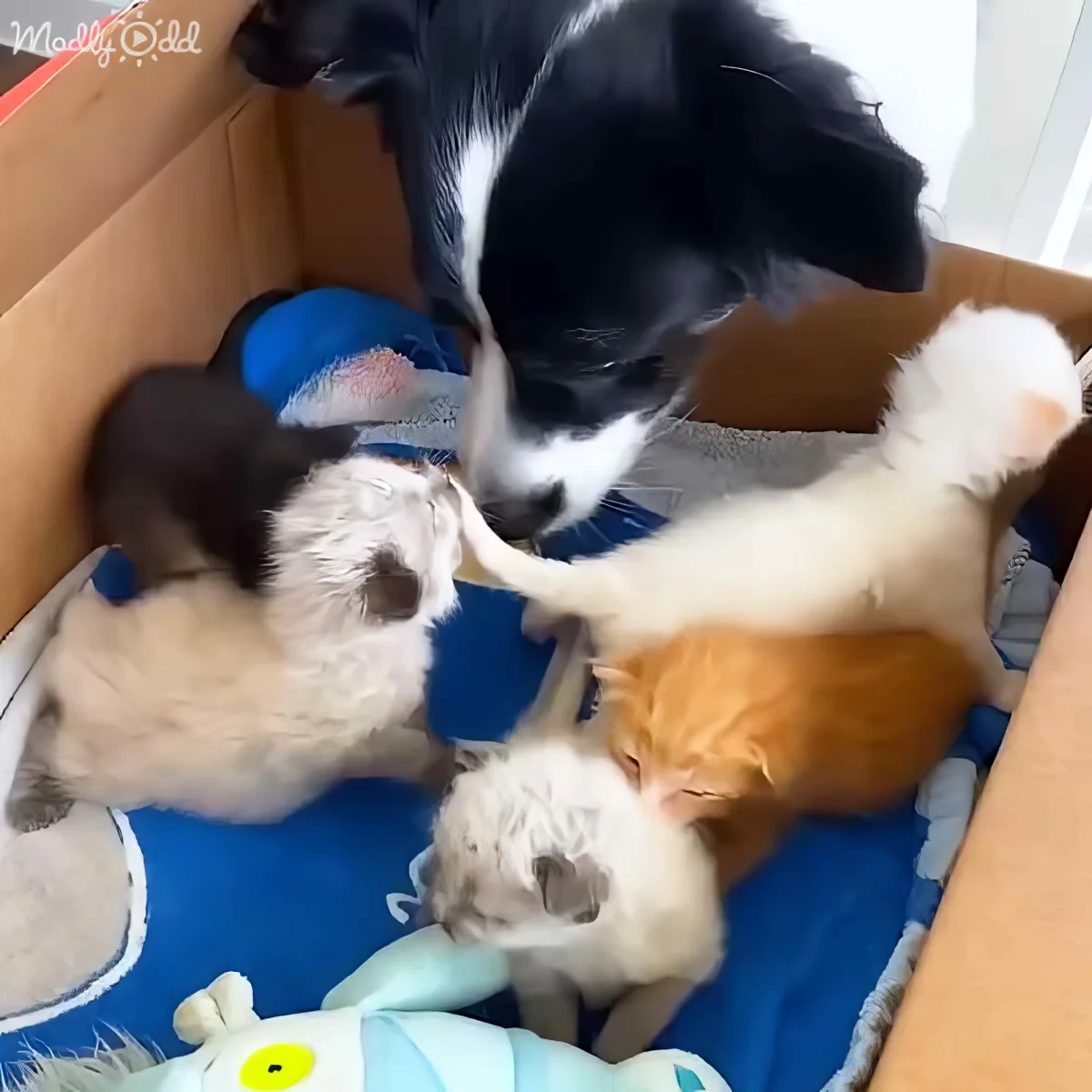 A black and white dog is playfully interacting with several kittens in a cozy box.