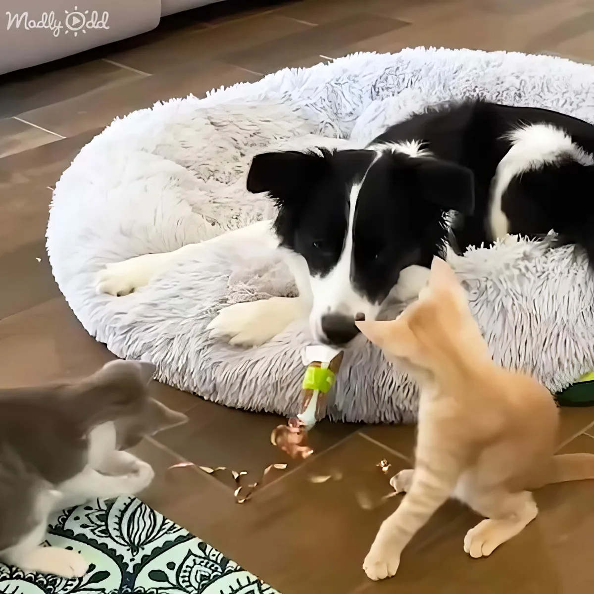 A black-and-white dog rests on a fluffy bed while two kittens playfully interact with a toy nearby.