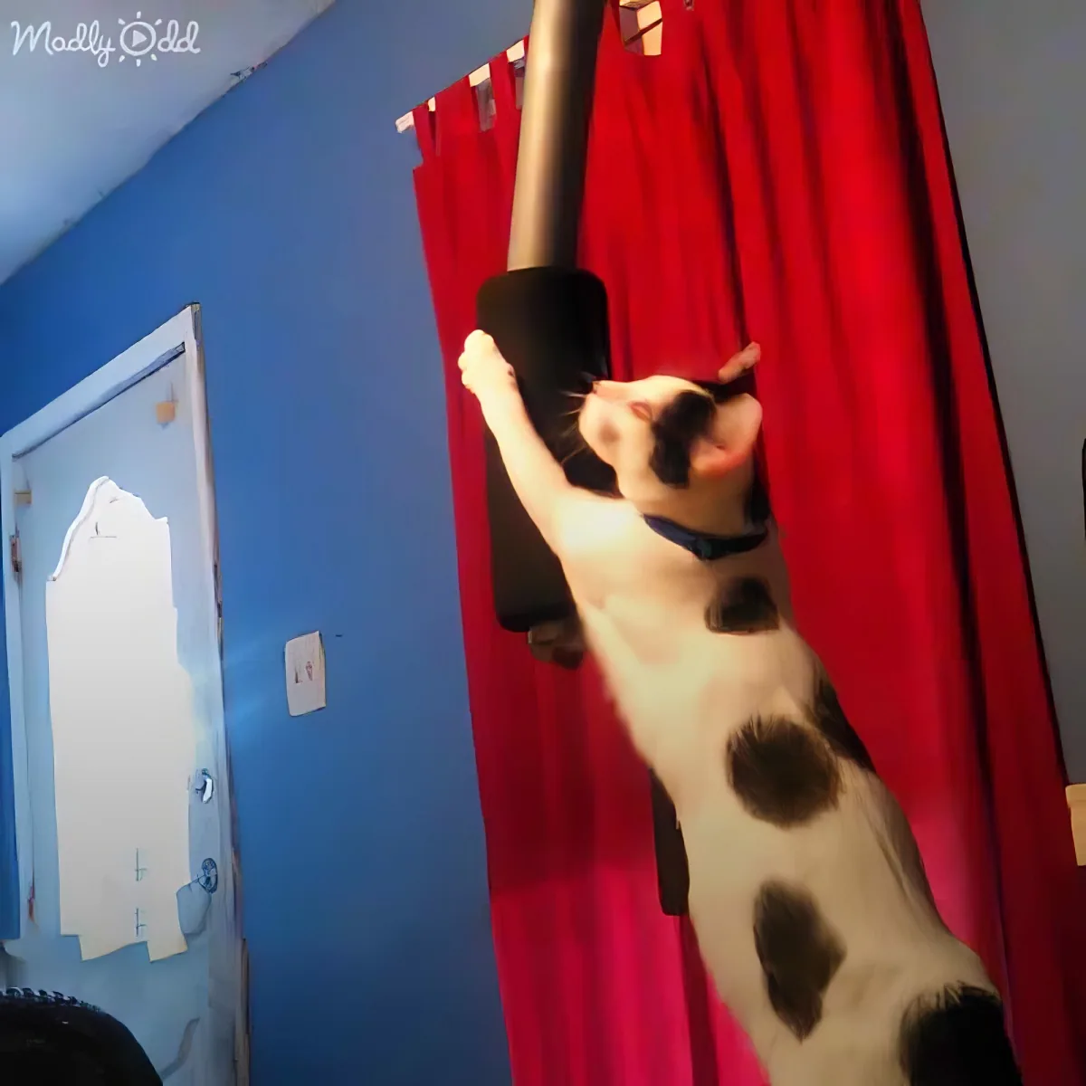 A black and white cat is hanging upside down from a pole, gripping it with its paws.