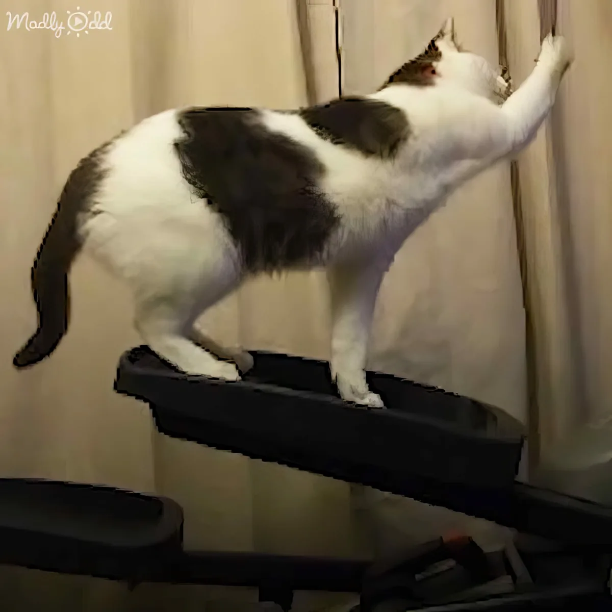A black-and-white cat stands on a treadmill, reaching up with one paw, seemingly curious or trying to interact with...