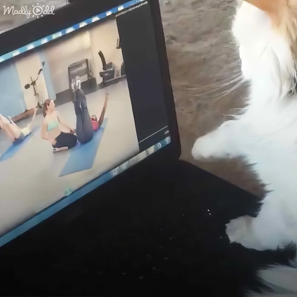 A cat watches a yoga class on a laptop screen, with a person in a white shirt visible.