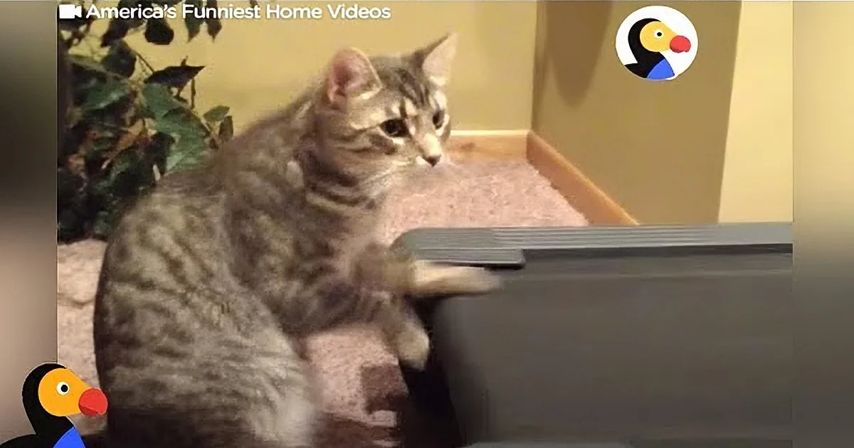 Cats Hilariously Attempt a Human-Style Workout