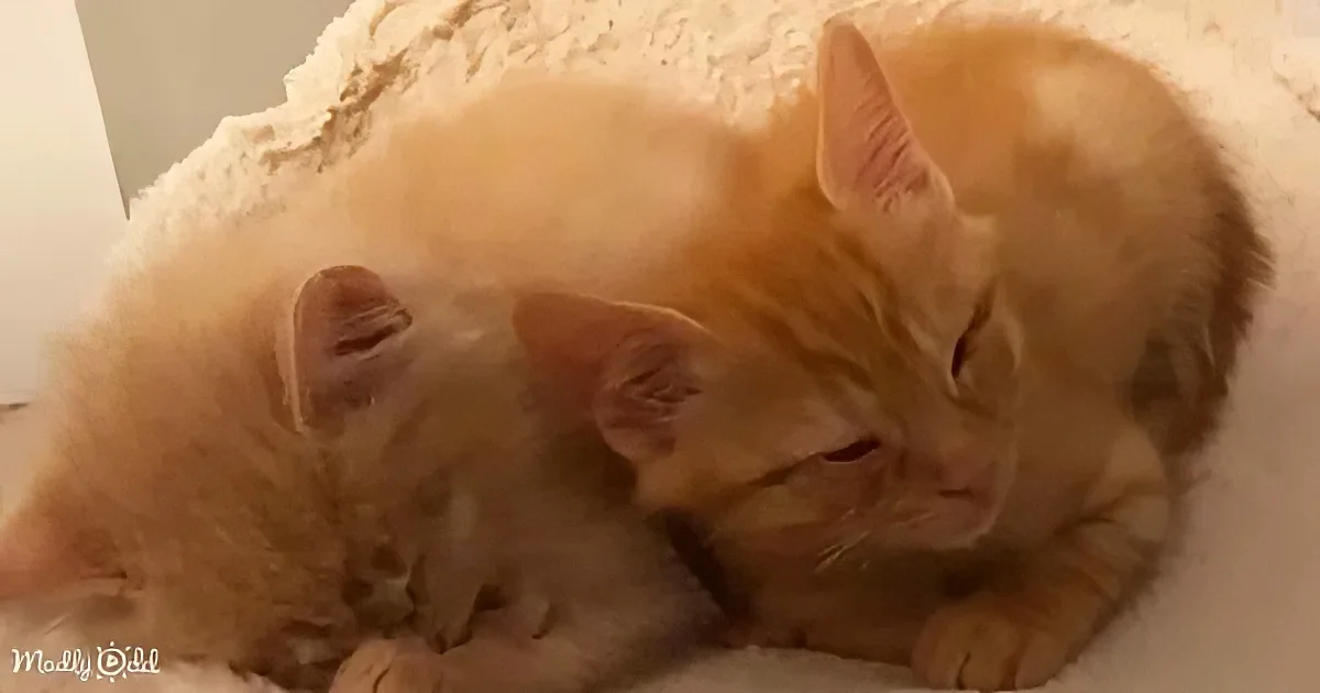 Rescued blind kittens