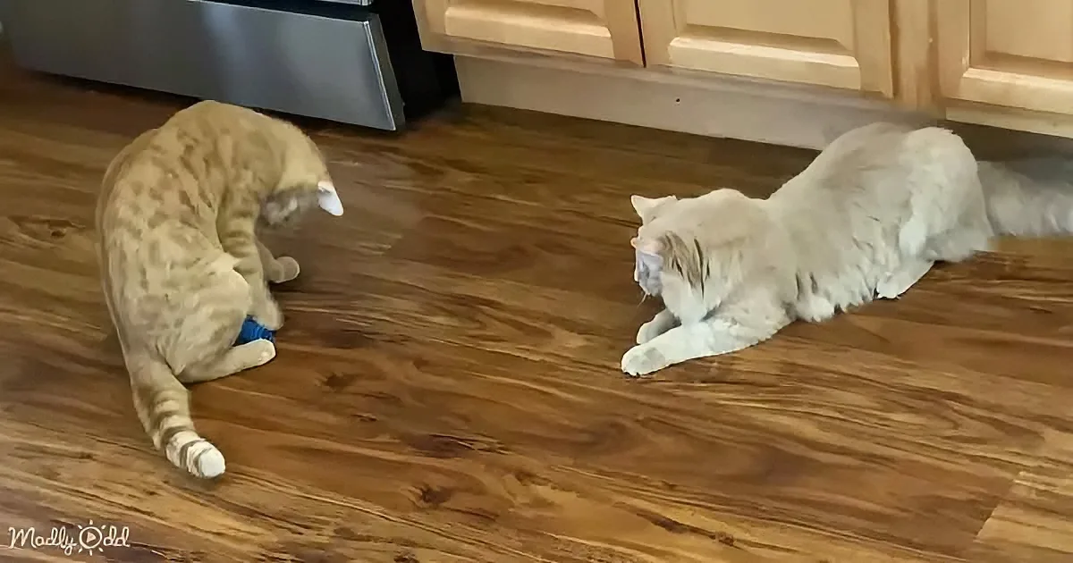 Rescued blind kittens