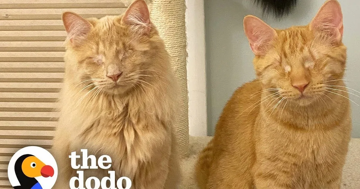 Rescued Blind Kittens Echo Locate Each Other in Heartwarming Bond