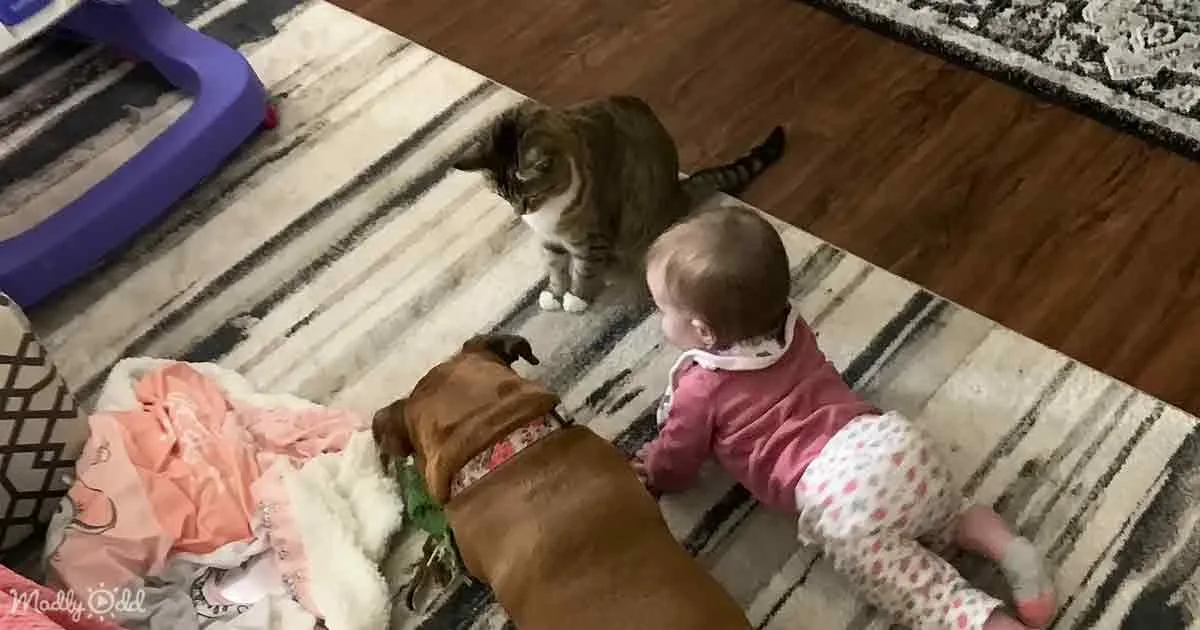 A baby in pink plays with a brown dog and a cat on a striped rug.