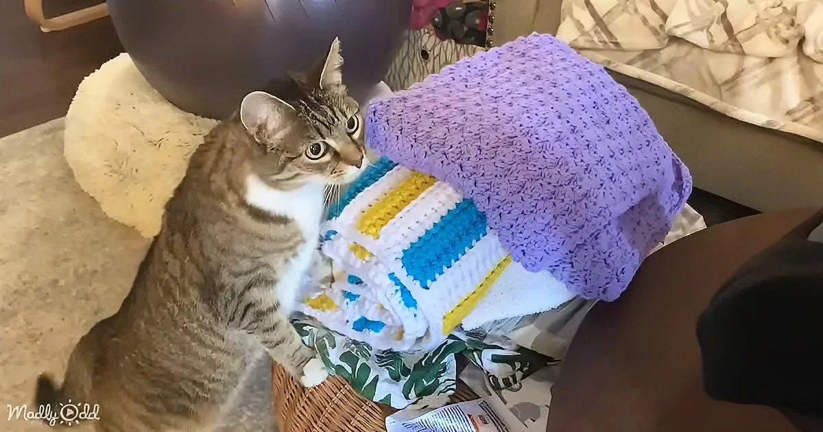 A curious tabby cat sits beside a basket filled with colorful crocheted items and fabric.