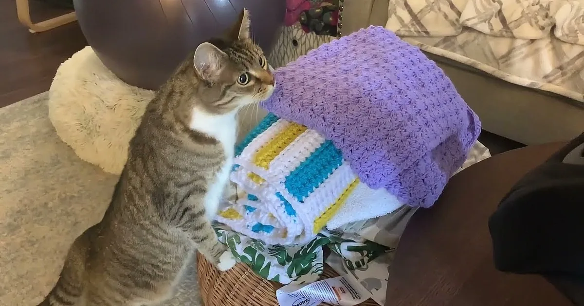 Curious Cat Minnie Meets New Baby Sister