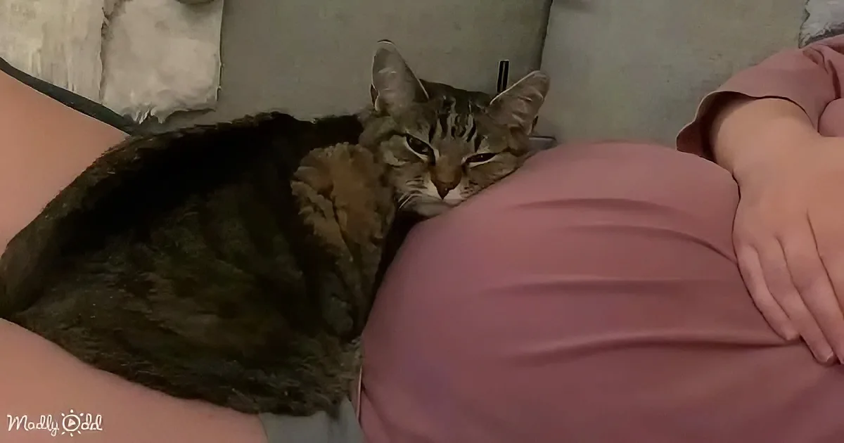 A tabby cat rests on a person's lap, nestled between their legs, with a cozy blanket nearby.