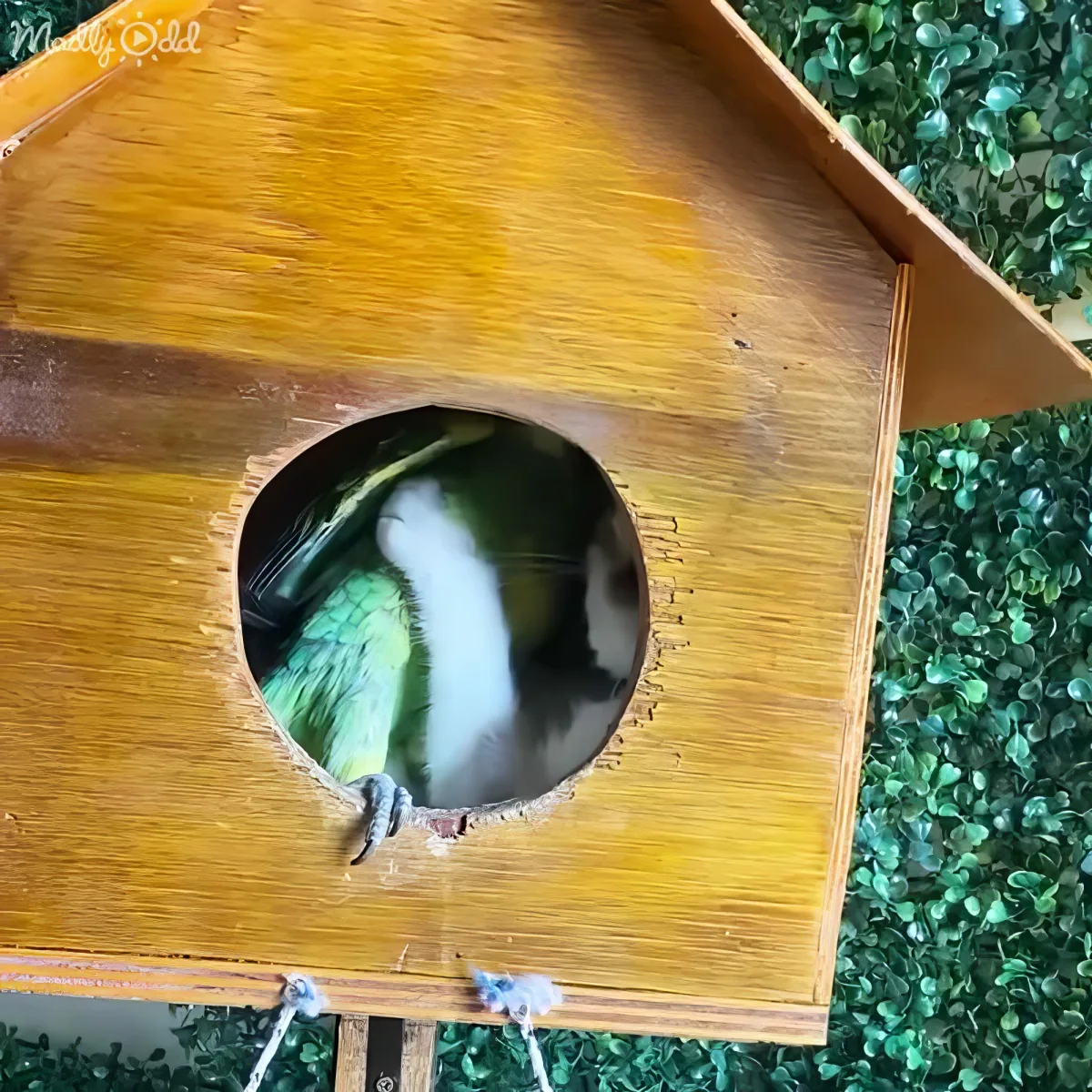A green parrot with a white chest is inside a wooden birdhouse with a circular entrance.