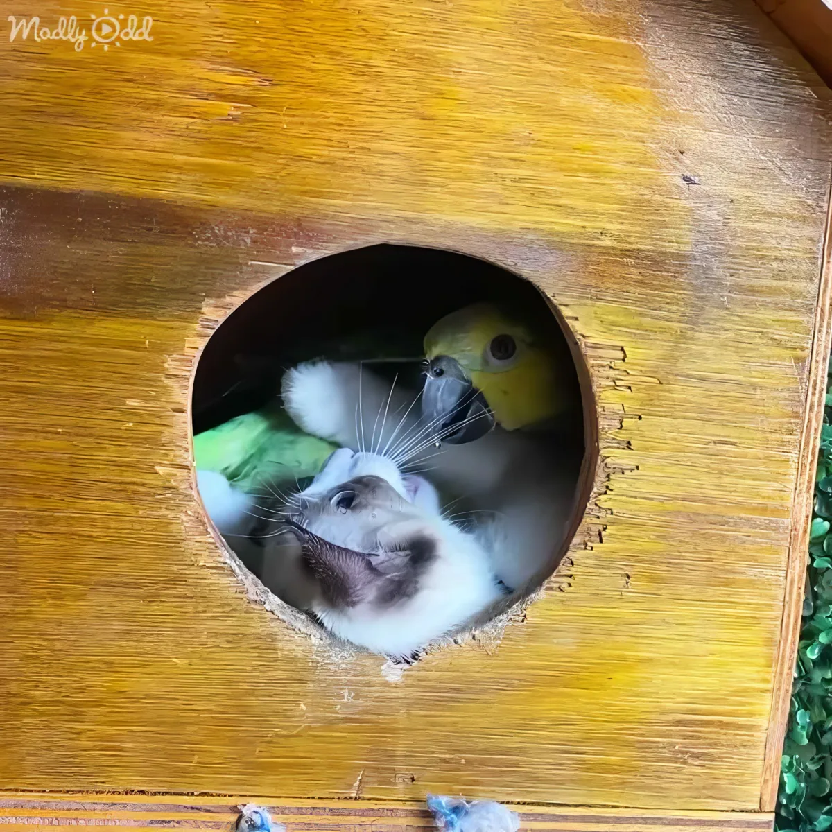 A hamster and a bird peek out from a circular hole in a wooden structure.