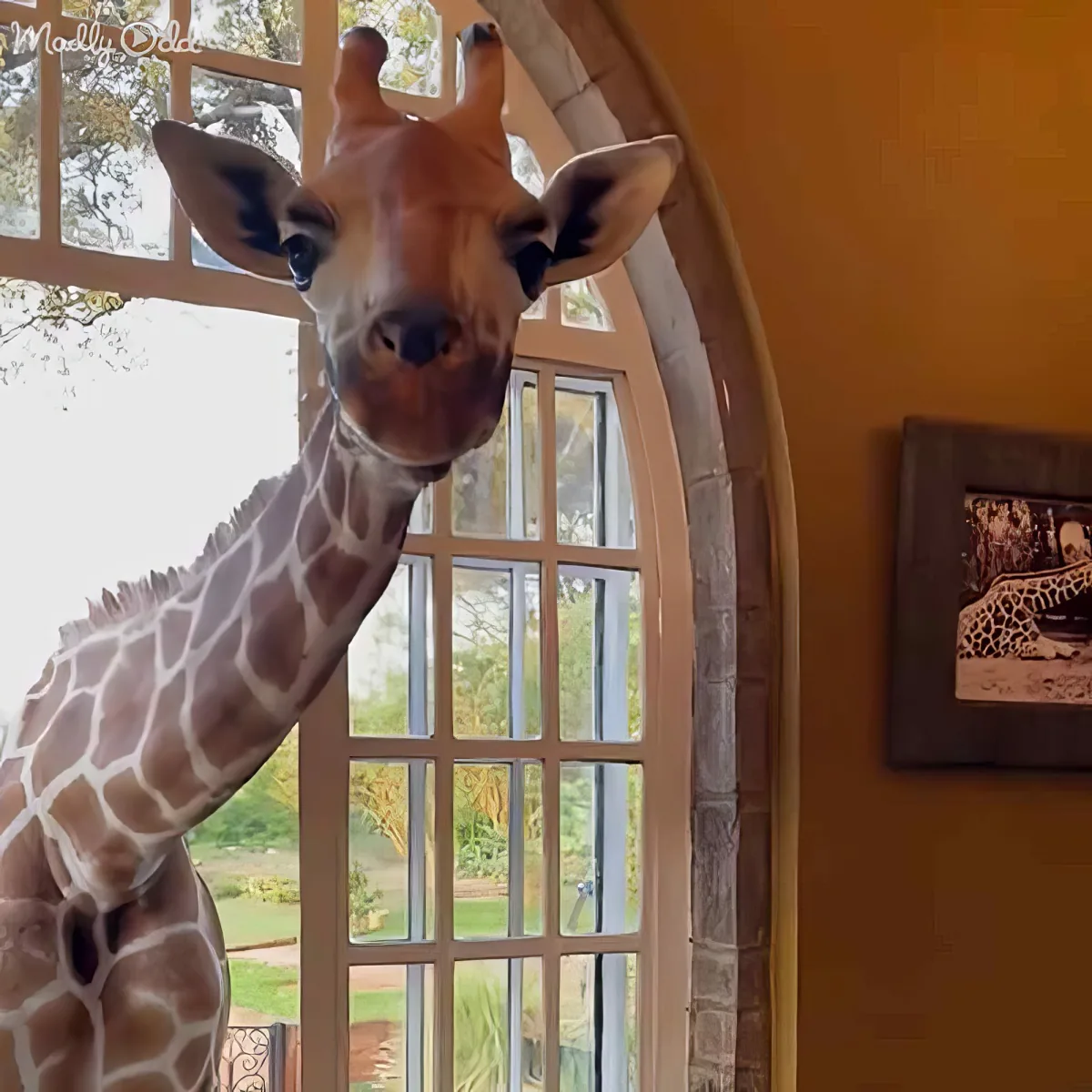 A giraffe peeks through a window, its long neck and patterned coat visible against a warm interior backdrop.