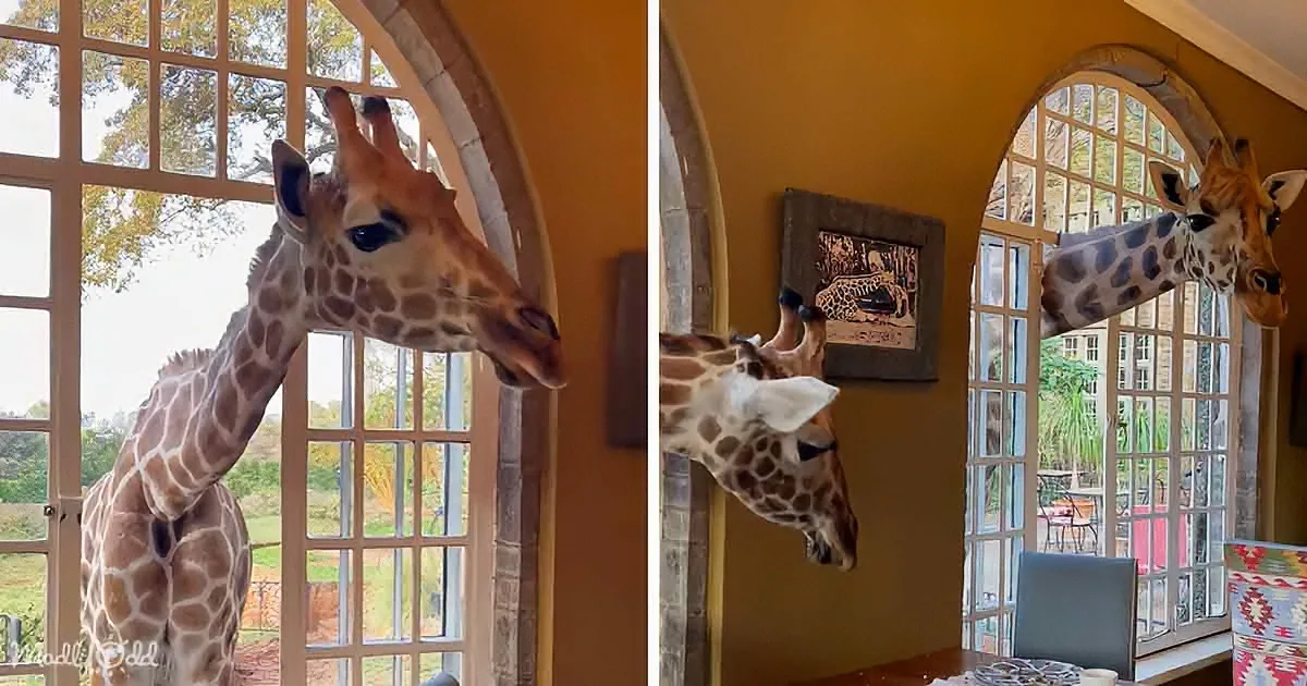 A giraffe peers through a window, its long neck and patterned coat visible against a yellow wall and arched doorway.