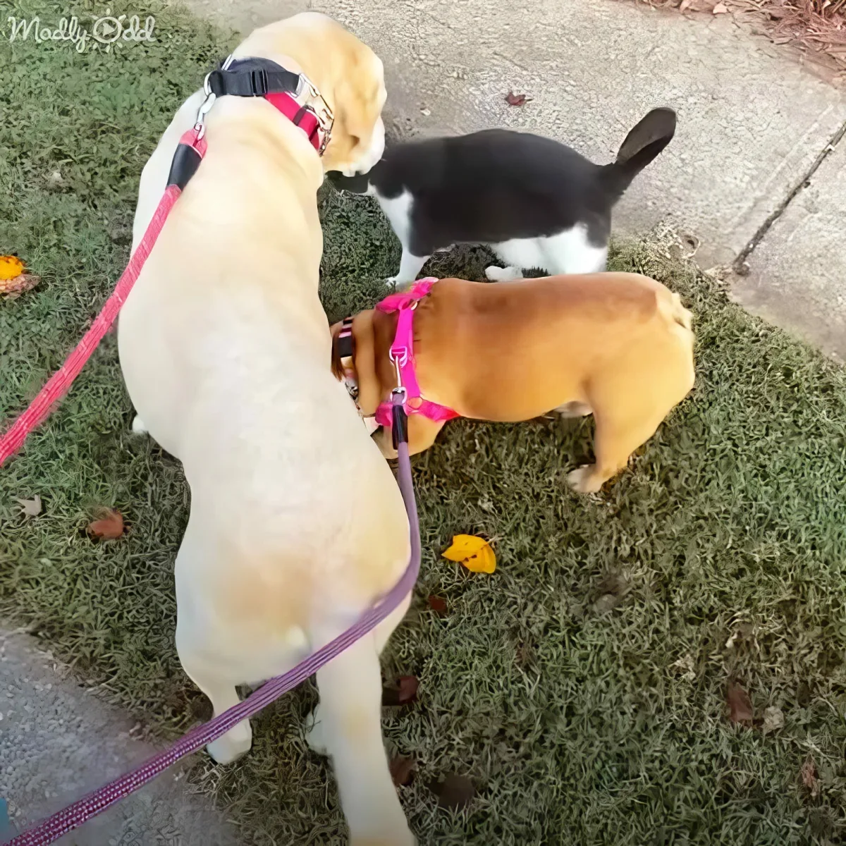 Dog and cat
