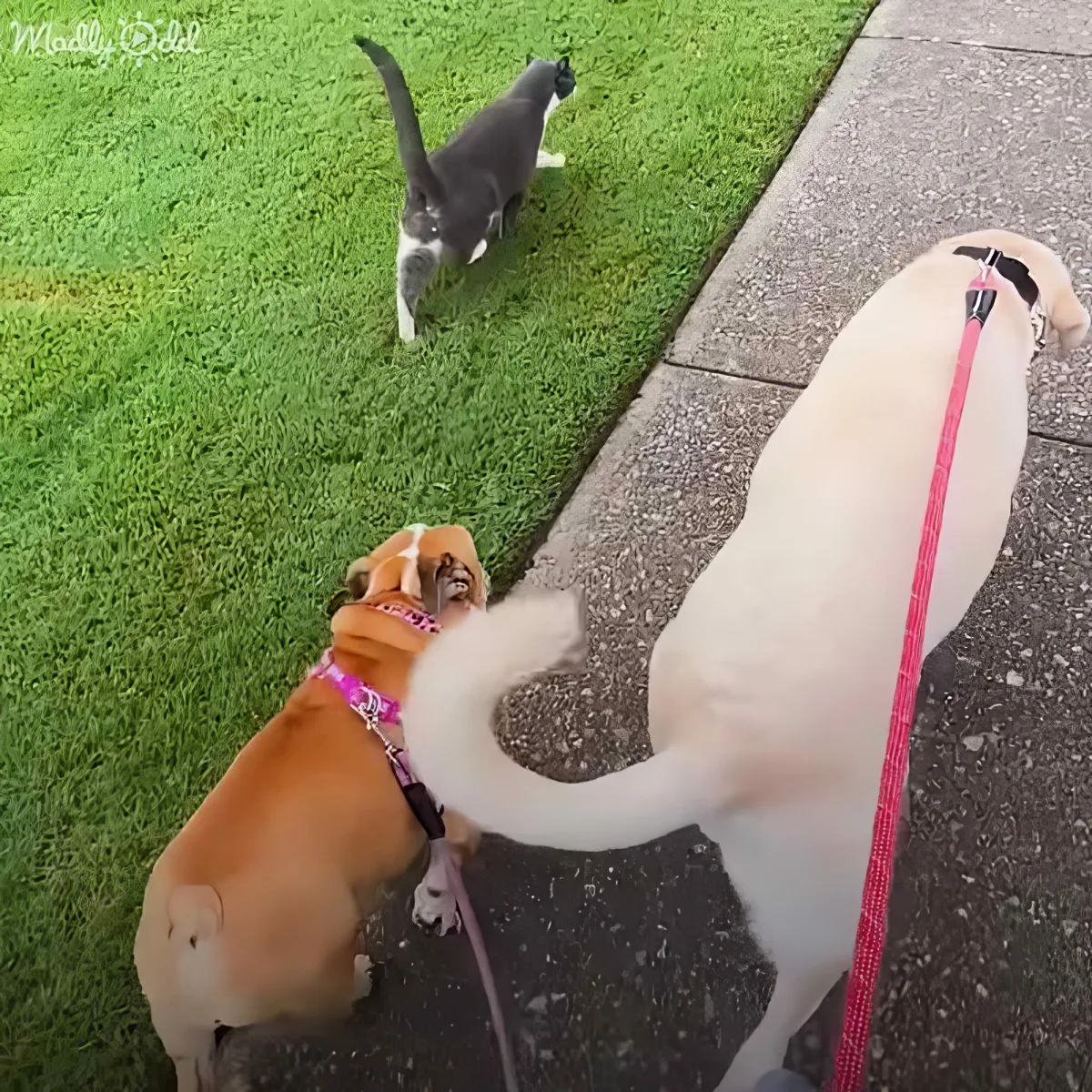Dog and cat